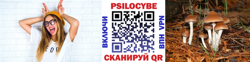 Псилоцибиновые грибы Cubensis  Купить закладки  Учалы 